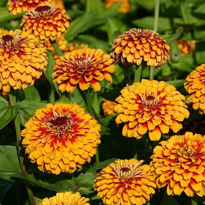 Eden Brothers Zinnia Seeds - Macarenia