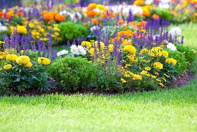 10000+ Perennial Mix Wildflower Seeds 16 Assorted of Heirloom Flower -1oz Zinnia Poppy Crimson Clover Milkweed Lupine Marigold Mexican Hat Sage Nasturtium