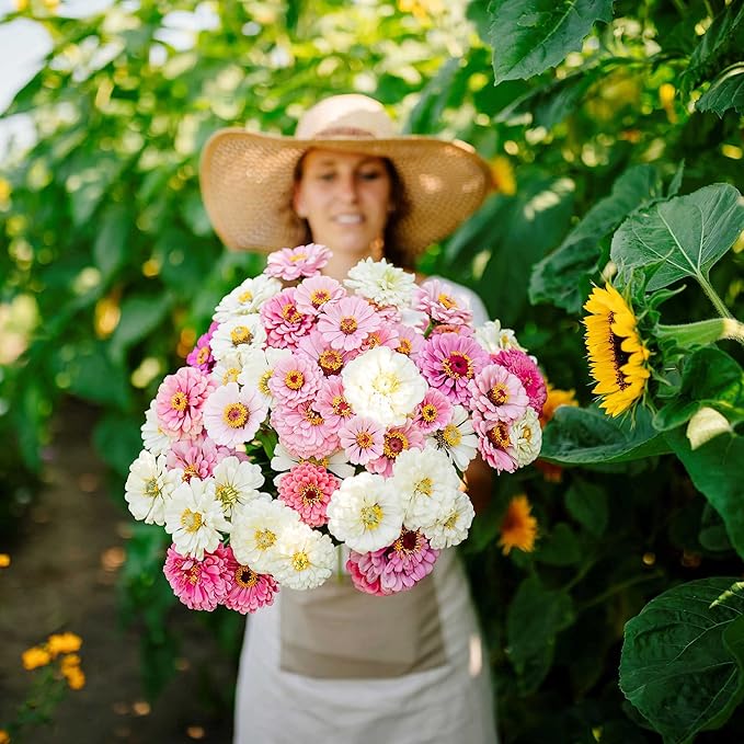 Eden Brothers Zinnia Seeds - Isn't This Romantic Mix, Non-GMO Seeds for Planting, Packet | Low-Maintenance Flower Seeds, Plant During Spring, Zones 3, 4, 5, 6, 7, 8, 9, 10