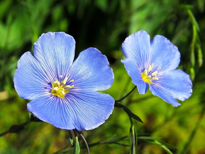 TomorrowSeeds - Blue Flax Wildflower Seeds - 15,000+ Count - For 2026 Planting Linum Perenne Lewis Lavender Sky Blue Prairie Wild Alpine Lint Perennial Garden Wildflower Flower Grow Your Own Home Farm