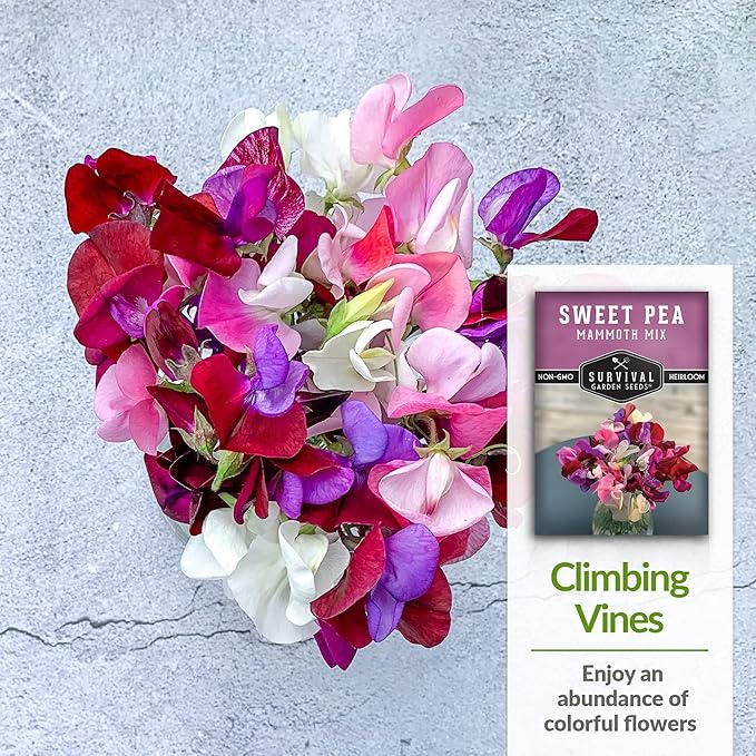 Mammoth Mix Sweet Pea Seeds for Planting – Heirloom Sweet Pea Variety with Giant Fragrant Flowers on Tall Climbing Vines for Trellises and Fences – Survival Garden Seeds (2 Packs)
