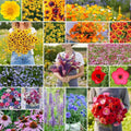Eden Brothers Burst of Bloom Wildflower Mixed Seeds for Planting, 50 lb, 24,000,000+ Seeds with Cosmos, Black Eyed Susan | Attracts Pollinators, Plant in Spring or Fall, Zones 3, 4, 5, 6, 7, 8, 9, 10