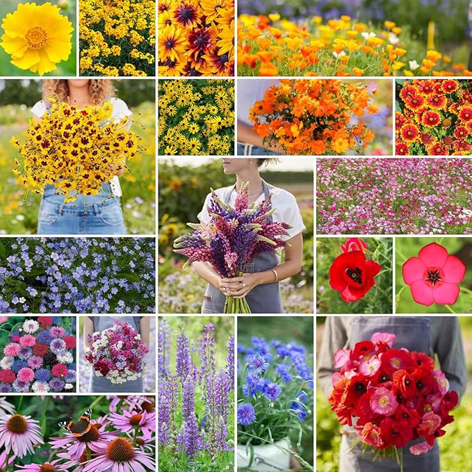 Eden Brothers Burst of Bloom Wildflower Mixed Seeds for Planting, 5 lb, 2,400,000+ Seeds with Cosmos, Black Eyed Susan | Attracts Pollinators, Plant in Spring or Fall, Zones 3, 4, 5, 6, 7, 8, 9, 10