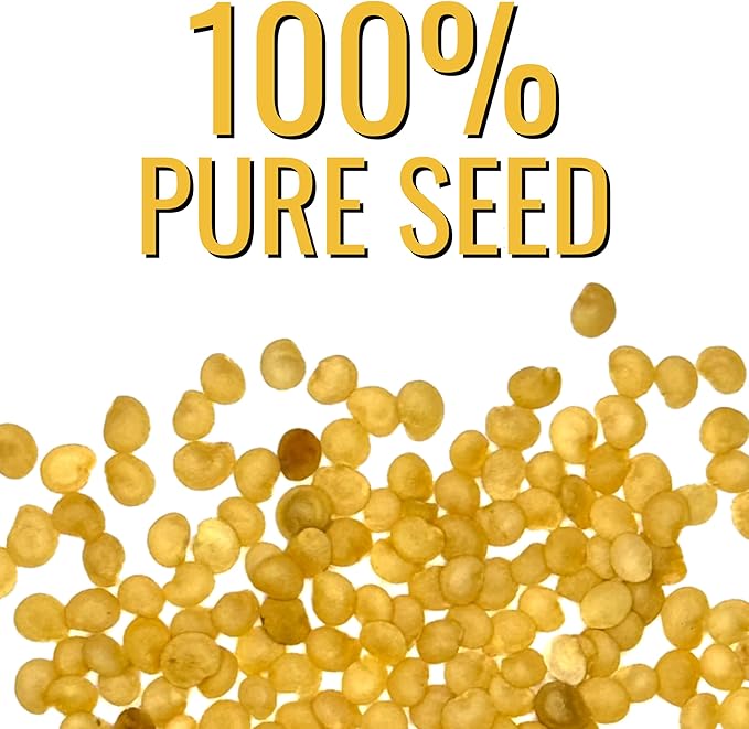 Seed Needs, Ground Cherry Tomatillo Seeds for Planting (Physalis pruinosa) Heirloom, Non-GMO & Untreated (2 Packs)