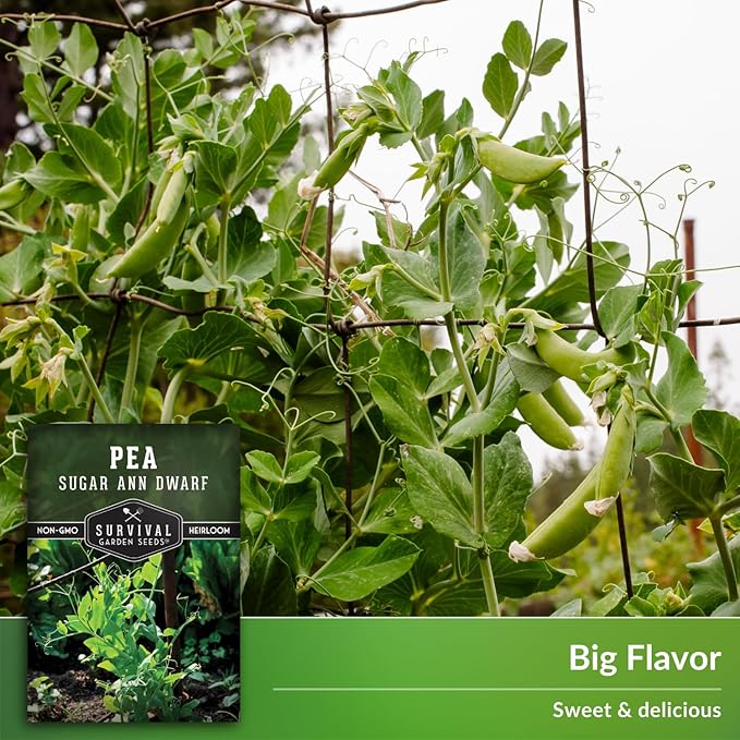 Sugar Ann Dwarf Pea Seeds for Planting - Compact Sugar Snap Peas for Containers and Small Gardens, High Yield Heirloom Open Pollinated Non-GMO - Survival Garden Seeds (1 Pack)