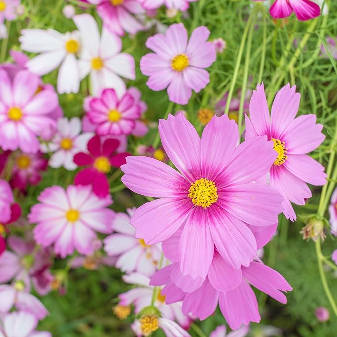 The Old Farmer's Almanac Cosmos Sensation Mix Flower Seeds - Premium Non-GMO, Open Pollinated, 1 Packet, 2 Grams, Approx 200 Seeds