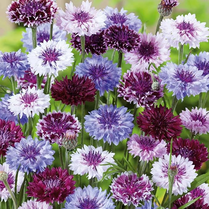 3000+ Cornflower Seeds for Planting Mix Dwarf Bachelor Button Seeds for Home Garden Perennial Flowers Outdoor Indoor Garden