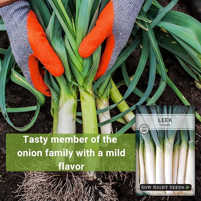 Sow Right Seeds - Giant Leek Seeds for Planting - Non-GMO Heirloom Packet with Instructions to Plant and Grow an Outdoor Home Vegetable Garden - Large Green Chive Onion - Cook Asian Cuisine (3)