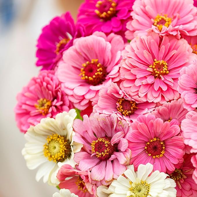 Eden Brothers Zinnia Seeds - Show Stopper Mix, Non-GMO Seeds for Planting, 1/4 lb | Low-Maintenance Flower Seeds, Plant During Spring, Zones 3, 4, 5, 6, 7, 8, 9, 10
