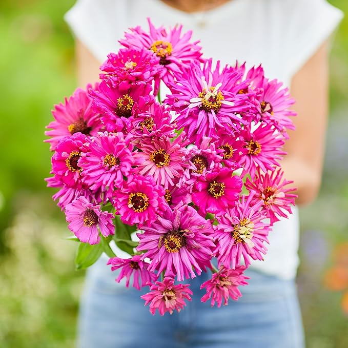 Eden Brothers Zinnia Seeds - Super Cactus Lilac Emperor, Non-GMO Seeds for Planting, 1 oz | Low-Maintenance Flower Seeds, Plant During Spring, Zones 3, 4, 5, 6, 7, 8, 9, 10