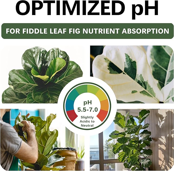 Premium Fiddle Leaf FIG Soil Mix – Nutrient-Rich, Organic Potting Soil for Ficus Lyrata – Promotes Healthy Roots, Lush Leaves & Balanced Moisture – Fast-Draining & Ready to Use (8 QTS)