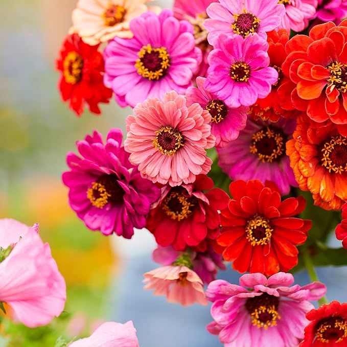 Eden Brothers Zinnia Seeds - Dahlia Flowered Mix, Non-GMO Seeds for Planting, 1/4 lb | Low-Maintenance Flower Seeds, Plant During Spring, Zones 3, 4, 5, 6, 7, 8, 9, 10