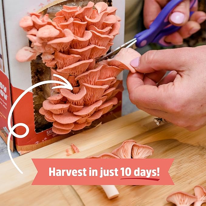 Back to the Roots Organic Pink Mushroom Grow Kit, Harvest Gourmet Mushrooms In 10 Days