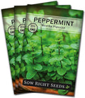 Sow Right Seeds - Peppermint Seeds for Planting - Non-GMO Heirloom Packet with Instructions for Easy Planting and Growing an Herbal Tea Garden - Indoors or Outdoor - Medicinal & Culinary (3)
