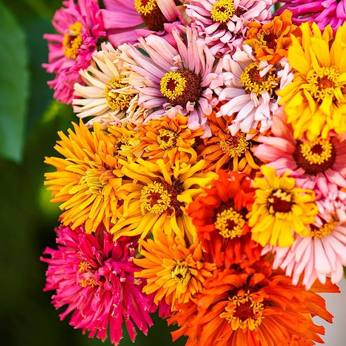 Eden Brothers Zinnia Seeds - Burpeeana Giants Mix, Non-GMO Seeds for Planting, 1 lb | Low-Maintenance Flower Seeds, Plant During Spring, Zones 3, 4, 5, 6, 7, 8, 9, 10