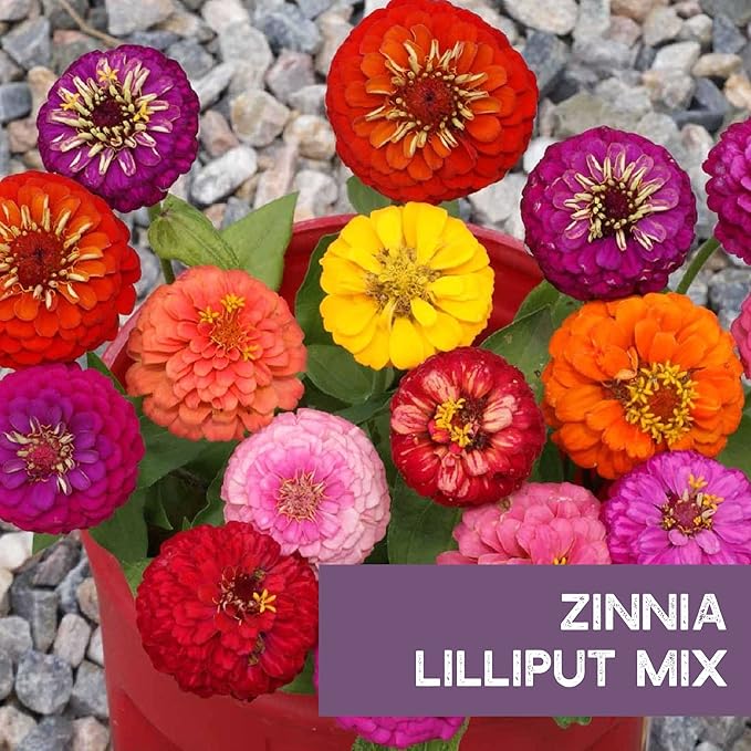 Zinnia Seeds for Planting Outdoors - ~1,500 Lilliput Semi-Dwarf Zinnia Seeds - Dazzling 1-2" Lush Pompom-Like Dwarf Bulbs - Zinnia elegans Pollinator Seed Mix - Bright Annual Flower Seed Packets