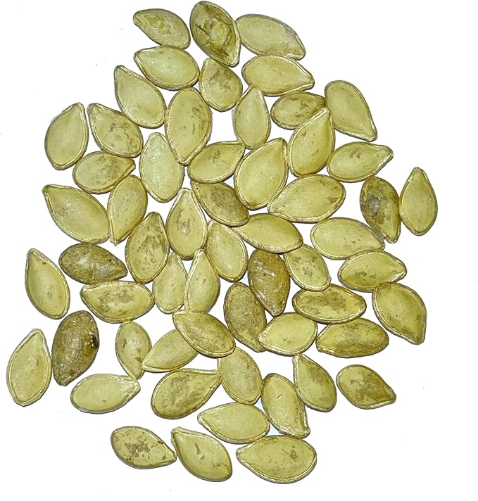 Seed Needs, Table King Acorn Winter Squash Seeds - 45 Heirloom Seeds for Planting Cucurbita Pepo - Non-GMO & Untreated Vegetable for an Outdoor Garden (5 Packs)