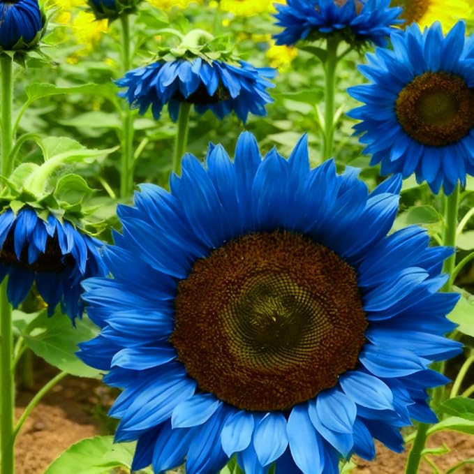Mix Sunflower Seeds to Plant, 100+pcs Rare Perennial Sunflower Flower Seeds for Planting, Non-GMO Heirloom Flowers Plants Attracts Pollinators for Home Garden Outdoors