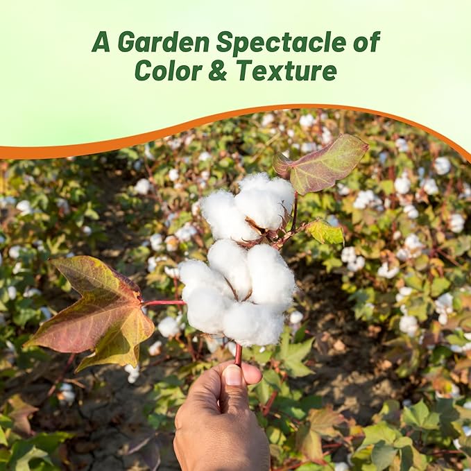 Outsidepride Levant Cotton Seeds - 200 Pcs. Perennial, Easy to Grow & Pollinator Friendly, Flower Seeds for Planting Showy, Vibrant Mixed Blooms with Cotton Pods for Shrub Gardens & Versatile Uses