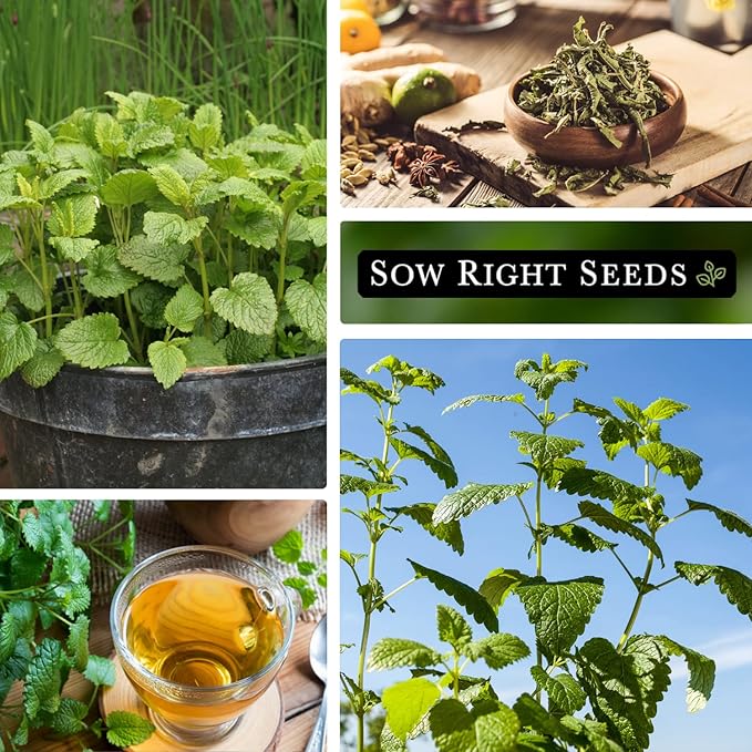 Sow Right Seeds - Lemon Balm Seeds for Planting - Non-GMO Heirloom Packet With Instructions - Easy to Grow Herb Garden - Aromatic Medicinal Herb and Great for Herbal Teas - Perennial Mint Relative (3)