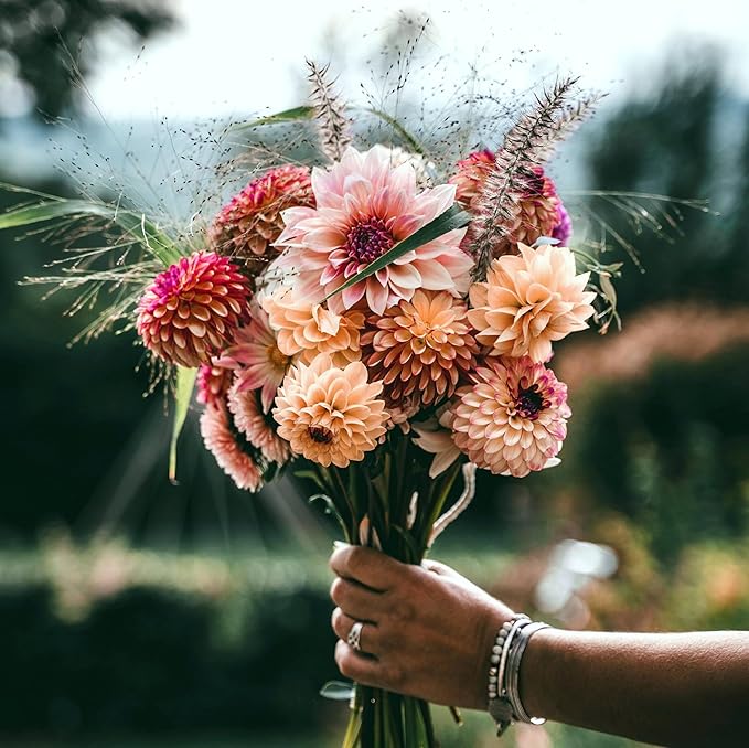 Carpet 400+ Mixed Dahlia Seeds for Planting, Colorful Perennial Heirloom Dahlia pinnata, Long Blooming Cut Flowers for Garden Beds, Borders and Containers