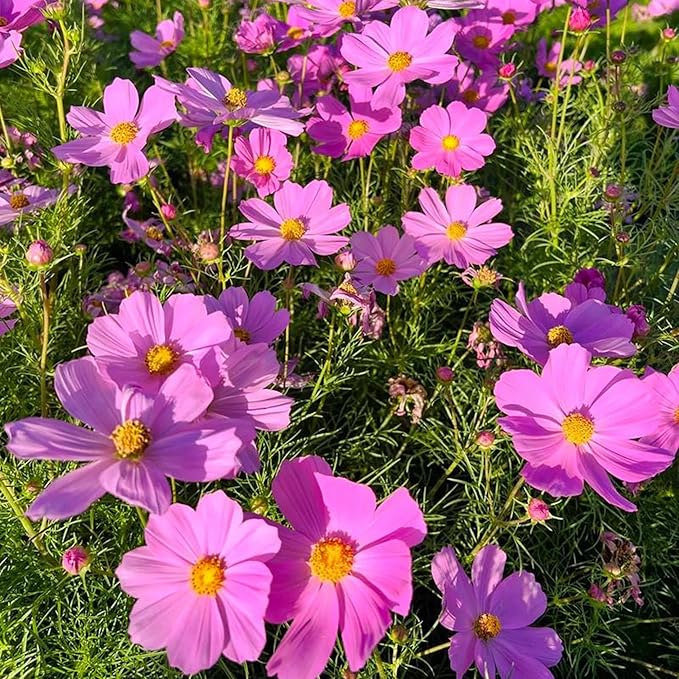 300pcs Pink Dwarf Cosmos Seeds for Planting, Rare Perennial Flower Seeds to Plant, Heirloom Non-GMO Dwarf Home Garden Open Pollinated Wildflowers for Outdoors