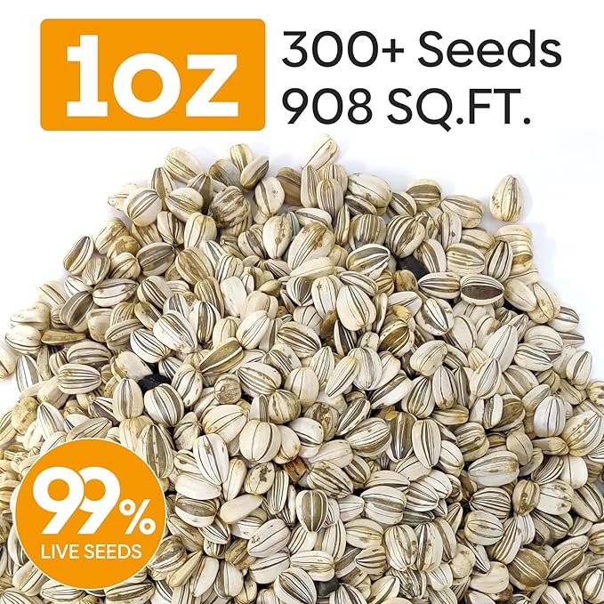 Groundio Mammoth Sunflower Seeds to Plant, 1 Ounce Packet 300+ Seeds, 6-12 FT Giant Sunflower, Non-GMO, Heirloom, High Germination, Grown in the USA