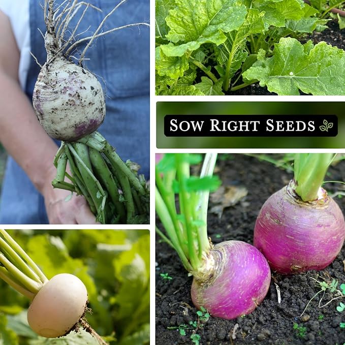 Sow Right Seeds - Collection of Turnip Seeds for Planting - Non-GMO Heirloom Packet with Instructions to Plant & Grow an Outdoor Home Vegetable Garden - 2 Varieties Include Purple Top & Snowball