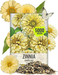 Seed Needs Zinnia Seeds Isabellina Yellow Variety Fast Blooming | 5,000+ Heirloom & Open Pollinated Seeds | Annual Cut Flowers Large Blooming | Bulk