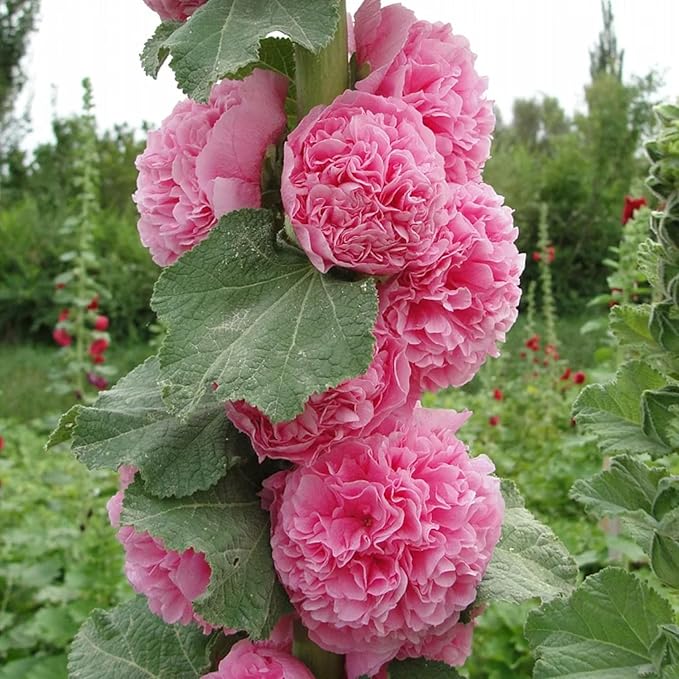 100 Double Hollyhock Seeds – Multicolor Heirloom Perennial Blooms, Ideal for Borders and Cottage Gardens