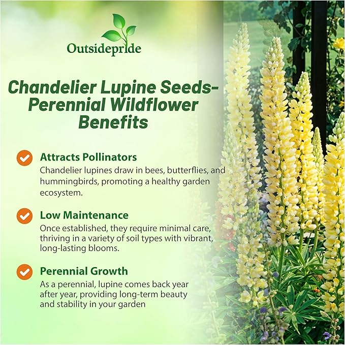 Outsidepride Chandelier Yellow Russells Lupine Seeds - 500 Pcs Perennial, Self-Sowing, Cold Hardy & Frost Tolerant Wildflower Seeds for Fall Planting, Ideal for Attracting Pollinators & Hummingbirds