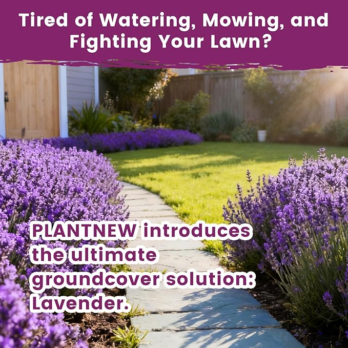 Lavender Seeds for Planting, English Lavender Seeds Indoor & Outdoor, 7000+ Heirloom Seeds, High Germination, Easy to Grow, Fragrant Flowers, Culinary & Crafts (0.7 oz)
