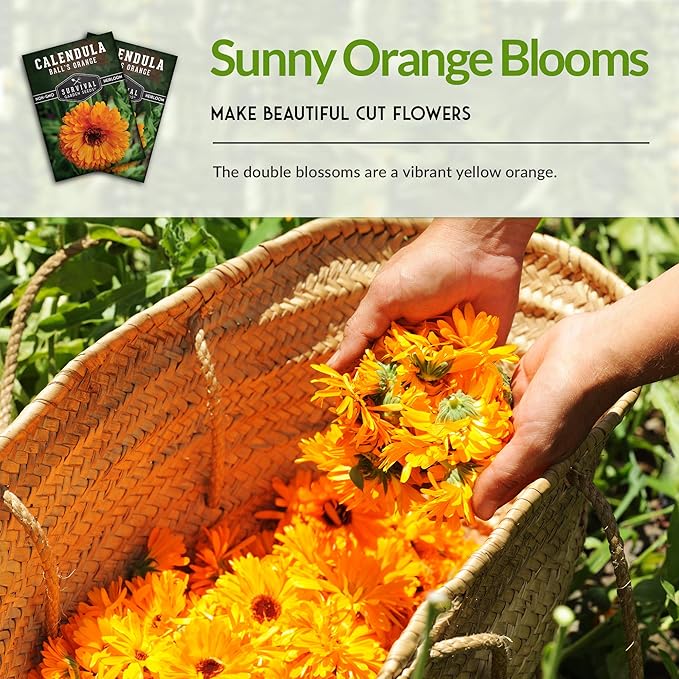 Ball’s Orange Calendula Seeds for Planting – Medicinal Herb & Edible Flower with Bright Orange Blooms – Heirloom Pot Marigold for Skin Care & Teas – Survival Garden Seeds (1 Pack)