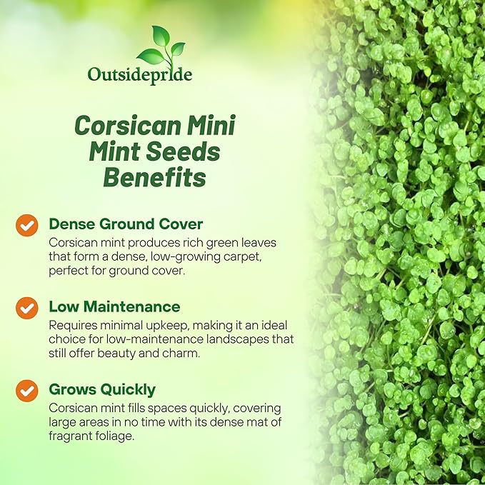 Outsidepride Mentha Corsican Mini Mint Seeds for Planting - 25 Pcs Pellets Perennial Drought-Tolerant Creeping Ground Cover Seeds for Lush, Aromatic Gardens, Ideal for Low-Maintenance Landscaping