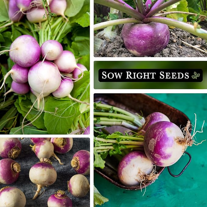 Sow Right Seeds - Purple Top White Globe Turnip Seeds for Planting - Non-GMO Heirloom Packet with Instructions to Plant a Home Vegetable Garden - Early Season, Cold Hardy - Classic Variety (3)