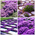 21000+ Creeping Thyme Seeds for Planting Outdoor -Perennial Thymus Serpyllum Magic Carpet Ground Cover Herb Plant in Home Garden Backyard Non-GMO