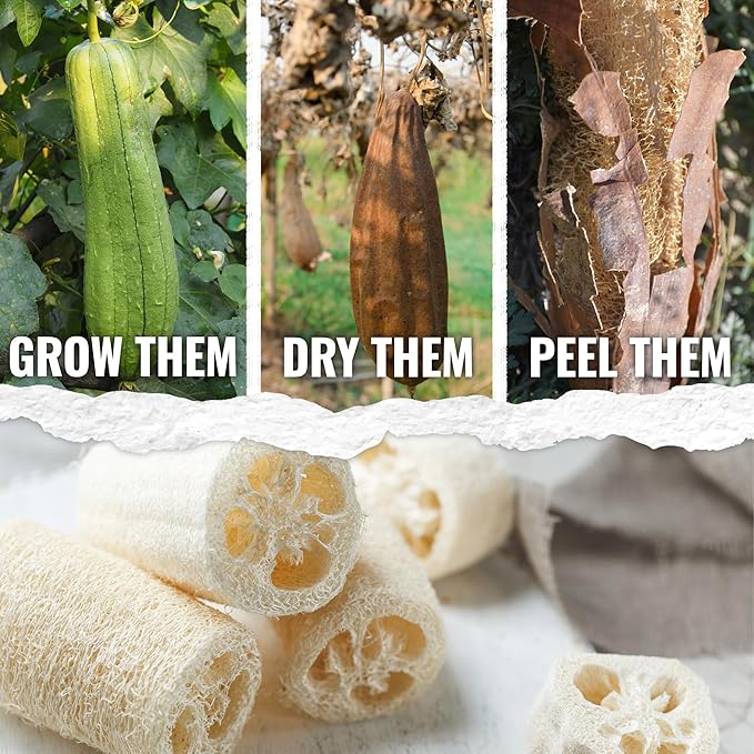 Seed Needs Luffa Seeds for Planting Loofah Sponge Gourds - Non-GMO Heirloom & Untreated Veggie Seed to Plant a Home Grown Outdoor Vegetable Garden (20 Packs)