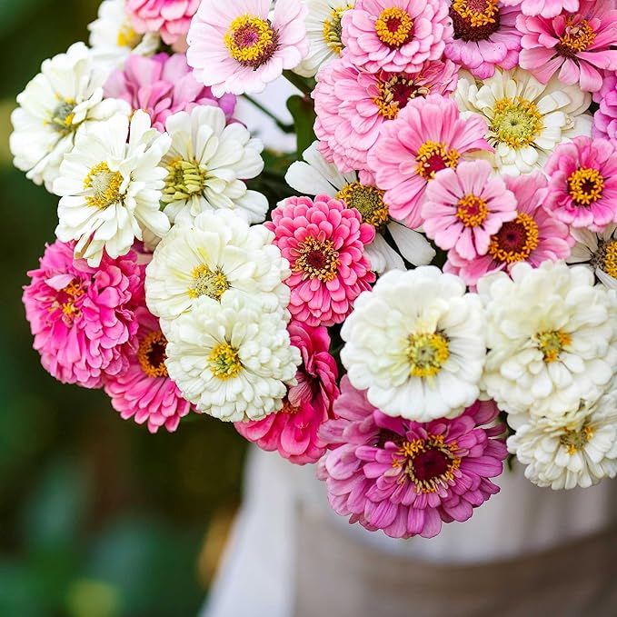 Eden Brothers Zinnia Seeds - Isn't This Romantic Mix, Non-GMO Seeds for Planting, 1 lb | Low-Maintenance Flower Seeds, Plant During Spring, Zones 3, 4, 5, 6, 7, 8, 9, 10