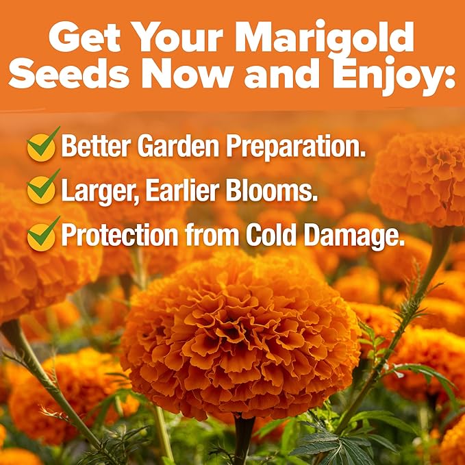 HOME GROWN Crackerjack Marigold Seeds 2.05oz - 15,000 Flower Seeds Planting Outdoor, Large Bulk Pack, High Germination, Companion Planting, Orange (Tagetes erecta)