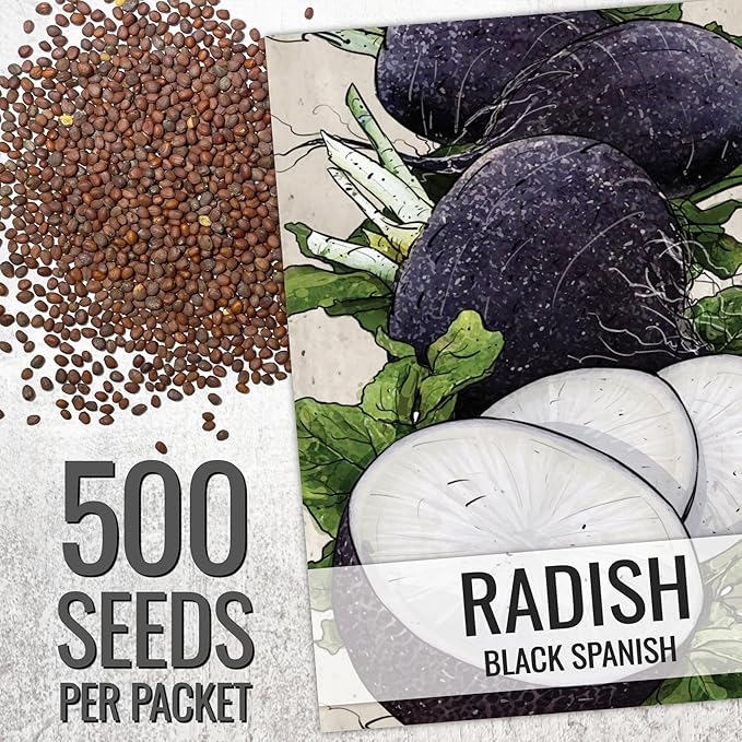 Seed Needs Radish Seeds for Planting Black Spanish Radishes - Non-GMO, Heirloom & Untreated - Grow a Home Grown Vegetable Garden - Cool Weather Crops (2 Packs)