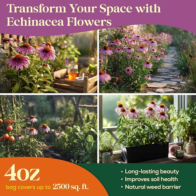 Echinacea Seed Pack 4 oz - 37,500 Non-GMO Heirloom Echinacea Seeds for Planting, Perennial Flowers in Waterproof Seed Packet, Coneflower Seeds for Planting Garden Indoor & Outdoor Gardening