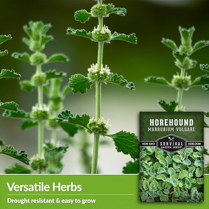 Survival Garden Seeds - Horehound Seeds for Planting - 3 Packets with Instructions to Plant and Grow Beneficial Marrubium Medicinal Herbs in Your Home Vegetable Garden - Non-GMO Heirloom Variety