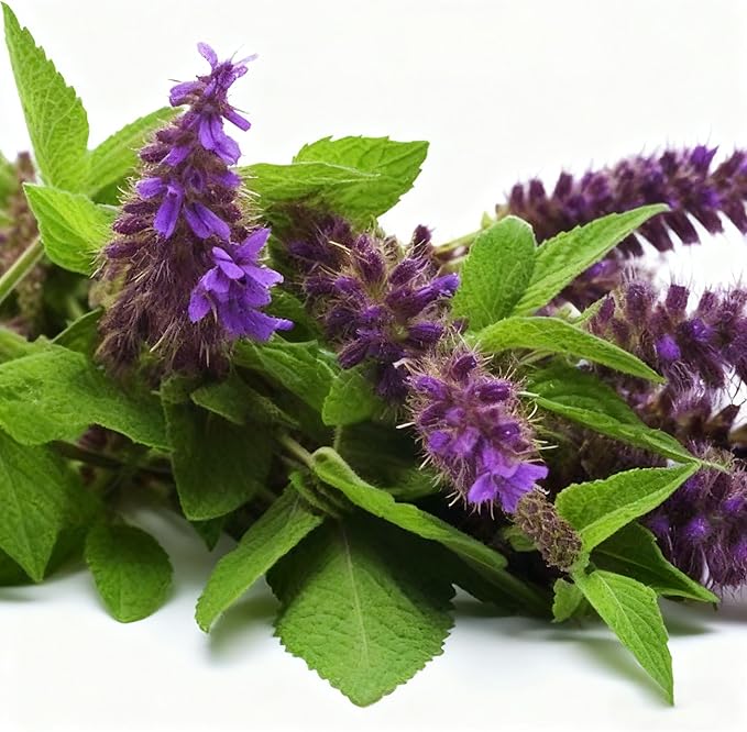 Hyssop Seeds for Planting,Rare Hummingbird Mint Flower Seed, 100+ Agastache Flower Seeds, Perennial Flower Plants, Non-GMO Fragrant Agastache Seed for Outdoor Garden
