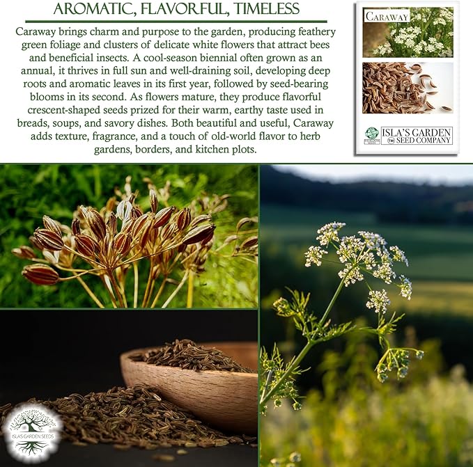 Caraway Herb Seeds (Carum carvi) – 250+ Non-GMO & Heirloom Seeds for Planting, Aromatic Culinary Herb with Flavorful Seeds, by Isla’s Garden Seeds, Great Home Garden Gift Idea