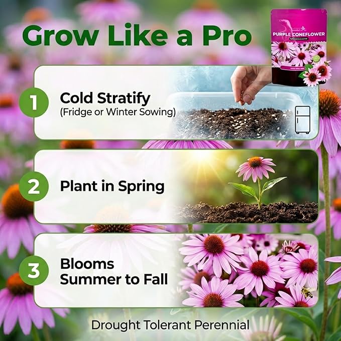 Echinacea Seeds, Purple Coneflower Seeds, Over 2300 Echinacea Seeds for Planting, Non-GMO, Open Pollinated, Heirloom Flower Seeds