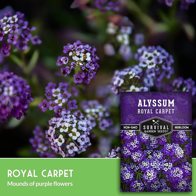 Alyssum Seeds for Planting - Sweet Royal Carpet Purple Alyssum - Fragrant Perennial Flower & Ground Cover - Heirloom Non-GMO - Survival Garden Seeds (2 Packs)