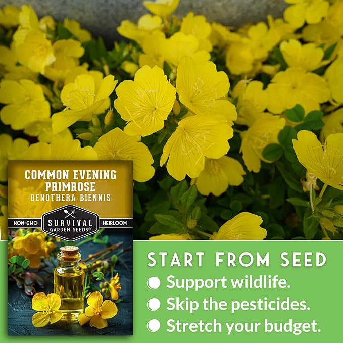Common Evening Primrose Seeds for Planting - Biennial Native Wildflower, Night-Blooming with Yellow Flowers - Oenothera biennis - Non-GMO Heirloom - Survival Garden Seeds (1 Pack)