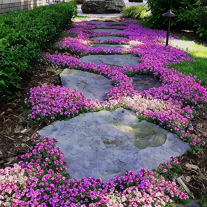 Thyme Seeds for Planting, 15000+ Creeping Thymus Seeds, Perennial Ground Cover Plants, Non-GMO Heirloom Thymus Serpyllum Seed for Home Garden Outdoor