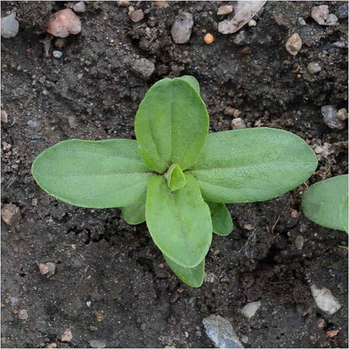 Seed Needs Lime Green Envy Zinnia Seeds for Planting - Heirloom & Open Pollinated Annual Cut Flowers - Grow a Butterfly Garden to Attract Pollinators (1 Pack)