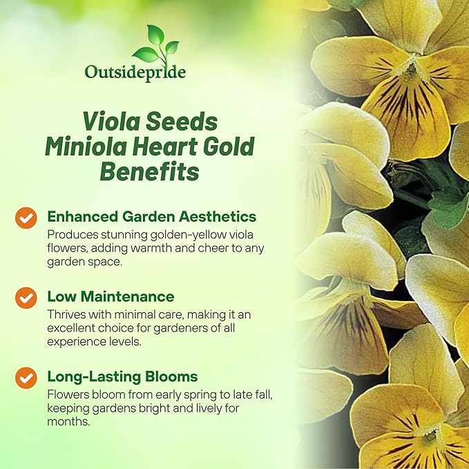 Outsidepride Miniola Heart Gold Violet Seeds for Planting - 100 Pcs Annual, Compact & Pollinator Friendly Viola Flower Seeds with Gold Blooms, Ideal for Garden Borders & Container Displays
